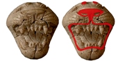 Ancient Phoenician ivory carvings like this lion head that look colorless today (left) actually were adorned with brilliant colors 2,800 years ago (right), scientists are reporting.

Credit: American Chemical Society