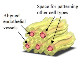 Schematic diagram illustrating the concept of a prevascularized hydrogel. The adjacent fibers could be used to pattern other cell types around the vessels.