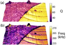 A 4.5μm x 9μm contact resonance image of the cryotomed surface of an 80/20 polypropylene/polystyrene blend. The calculated Quality factor painted on the rendered topography is shown in (a) and contact resonance f0 on topography is shown in (b). The PP and PS regions display less contrast in f0 consistent with a small difference in their bulk storage moduli, while the higher contrast in Q between PP and PS is consistent with a large difference in their bulk loss moduli. Adapted from Gannepalli et al. Nanotechnology 22 355705 (2011).