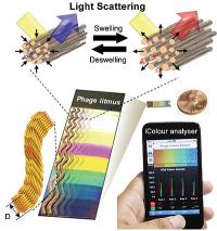 Bio-inspired sensors are made from bacteriophages that mimic the collagen fibers in turkey skin. When exposed to target chemicals, the collagen-like bundles expand or contract, generating different colors. The researchers also created a mobile app to be used with camera phones to help analyze the sensor's color bands.

Credit: Courtesy of the Seung-Wuk Lee Laboratory