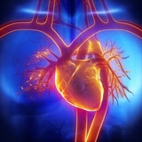 Scientists report building heart tissue that can transmit electrical signals, a key function of cardiac muscle.
Credit: Emir Simsek/iStock/Thinkstock