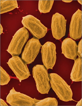 As Bacilli bacteria dry out and form spores (shown here), they wrinkle, and as they rehydrate, they swell. A team lead by former Wyss Institute resident scholar Ozgur Sahin harnessed these humidity-driven changes to power an actuator and generate electricity. Credit: Xi Chen/Columbia University
