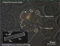  Optical microscope image of a HeLa cell containing several gold-ruthenium nanomotors. Arrows indicate the trajectories of the nanomotors, and the solid white line shows propulsion. Near the center of the image, a spindle of several nanomotors is spinning. Inset: Electron micrograph of a gold-ruthenium nanomotor. The scattering of sound waves from the two ends results in propulsion.

Credit: Mallouk lab, Penn State University