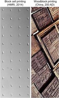 This image shows cells printed in a grid pattern by block cell printing technology (left) and woodblocks used in ancient Chinese printing (right).

Credit: Lidong Qin lab and Digital Museum of Science and Art (Beijing, China)