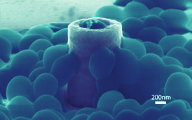 This scanning electron microscopy image reveals how Staphylococcus Aureus cells physically interact with a nanostructure. A bacterial cell (blue) is embedded inside the hollow nanopillar's hole and several cells cling to the nanopillar's curved walls.Credit: Mofrad lab and the Nanomechanics Research Institute