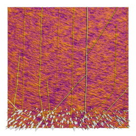 Carbon nanotubes and bundles emerging from a line of catalyst particles. 
5m scan Courtesy of Scott MacLaren, Senior Research Scientist, University of Illinois 
Urbana-Champaign. 