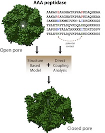 Co-evolved mutations in genetic sequences that code proteins show researchers how a protein is likely to fold and what forms it may take as it carries out its function. Scientists at Rice University used the technique called direct coupling analysis in combination with structure-based models to find a previously hidden conformation of a molecular motor responsible for degrading misfolded proteins in bacteria.Credit: Faruck Morcos/Rice University