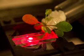 Credit: Bryce Vickmark
Making bionic plants
Researchers use a near-infrared microscope to read the output of carbon nanotube sensors embedded in Arabidopsis thallana plant.