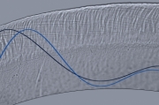 This optical microscope image depicts wave motion in a cross-section of the tectorial membrane, part of the inner ear. This membrane is a microscale gel, smaller in width than a single human hair, and it plays a key role in stimulating sensory receptors of the inner ear. Waves traveling on this membrane control our ability to separate sounds of varying pitch and intensity.  
Image courtesy of MIT's Micromechanics Group