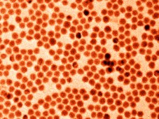 TEM image (false coloured) of monodisperse antimony nanocrystals.Photo: Maksym Kovalenko Group / ETH Zurich
