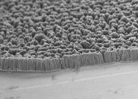 This scanning electron microscope image shows vertical polythiophene nanofiber arrays grown on a metal substrate. The arrays contained either solid fibers or hollow tubes, depending on the diameter of the pores used to grow them.

Credit: Virendra Singh