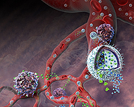 Cancers are notorious for secreting chemicals that confuse the immune system and thwart biological defenses. Researchers at Yale University have developed a novel system to simultaneously deliver a sustained dose of both an immune-system booster and a chemical to counter the cancer's secretions, resulting in a powerful therapy that, in mice, delayed tumor growth, sent tumors into remission and dramatically increased survival rates. The new immunotherapy incorporates well-studied drugs, but delivers them using nanolipogels (NLGs), a new drug transport technology the researchers designed. 
Credit: Nicolle Rager Fuller, National Science Foundation