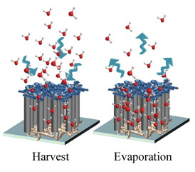 A hygroscopic scaffold created at Rice University is a modified forest of carbon nanotubes that have the ability to harvest water molecules from the air. The water is stored until released either by squeezing the reusable scaffold or until it slowly evaporates back into the atmosphere.Credit: Ajayan Group/Rice University
