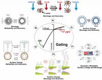 There are some factors that can influence the transportation in a confined region, including geometry of confined region, blockage, charge and wettability etc. The asymmetrically charged large volume nanostructure with hydrophilicity materials are always helpful in transporting ions, which could help us to design, construct and apply confined water in applications.

Credit: Science China Press