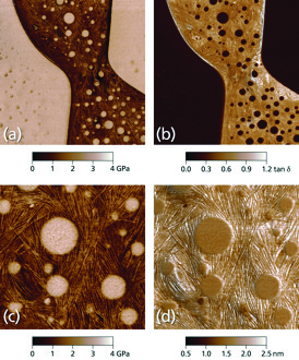 AM-FM Mode images for a polystyrene-polycaprolactone (PS-PCL) polymer film on mica: elastic storage modulus (a and c), viscoelastic loss tangent (b), and indentation depth (d). Scan sizes 5 μm (a and b) and 1.5 μm (c and d). Storage modulus is higher in PS regions (light brown) than PCL regions (dark brown), while PCL regions exhibit higher loss tangent than PS. Images acquired on a Cypher S with bluedrive photothermal excitation.