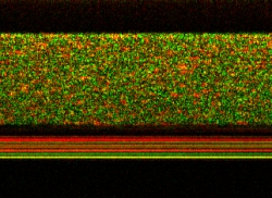 This image, captured by the UNC team, shows gold nanorods diffusing into a layer of mucus. The speckles in the top part of the image are due to rapid light intensity fluctuations caused by the gold nanorods as they move through the mucus. The black layer underneath is human lung cells, and the lack of green speckle shows that the nanorods have not penetrated the cells. The lines of solid color are the membrane.
Credit: Amy Oldenburg, et al/UNC