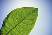 Scientists are getting closer to copying plants' ability to convert sunlight into fuel.
Credit: Purestock/Thinkstock