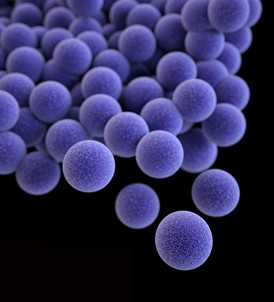 Methicillin-resistant Staphylococcus aureus, or MRSA, are so uniform in size they look like they were made in a factory. How do the bacteria manage to keep their size so uniform?