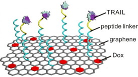 Researchers have attached two drugs -- TRAIL and Dox -- onto graphene strips. TRAIL is most effective when delivered to the external membrane of a cancer cell, while Dox is most effective when delivered to the nucleus, so the researchers designed the system to deliver the drugs sequentially, with each drug hitting a cancer cell where it will do the most damage.
CREDIT Zhen Gu