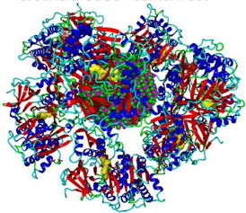 This is the protein corona of firefly luciferase around a CdSe quantum dot.
CREDIT: Shikha Nangia and Arindam Chakraborty