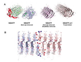 Amyloid fibers self-assemble from smaller proteins. UC Davis researchers have engineered other proteins so they spontaneously form amyloid. These new proteins could be useful in nanotechnology. Here, the cap structure (red) was removed from spruce budworm antifreeze protein and other structures adjusted so that molecules could link up as fibrils (bottom).
CREDIT: UC Davis