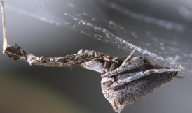 The "garden center spider" (Uloborus plumipes) combs and pulls its silk and builds up an electrostatic charge to create sticky filaments just a few nanometers thick. It could inspire a new way to make super long and strong nanofibers.
CREDIT: Hartmut Kronenberger & Katrin Kronenberger (Oxford University)