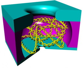A nanoscale cage
An electrical field draws a strand of DNA in by the smaller hole, bottom, but the curled DNA cannot exit through the larger hole, top. After experimental procedures, a reversed electrical field draws the DNA strand back out of the lower hole, allowing before and after comparison.
Stein lab/Brown University