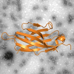 Electron micrograph of norovirus virus-like particles (VLPs) and a cartoon representation of a nanobody, termed Nano-85 (orange). Nano-85 binds to the VLPs and causes the VLPs to disassemble. Dr. Grant Hansman, DKFZ