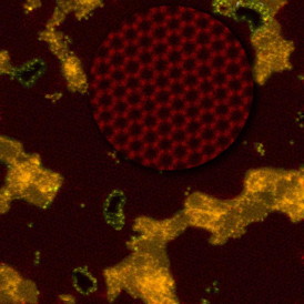 Researchers created nanopores in graphene (red, and enlarged in the circle to highlight its honeycomb structure) that are stabilized with silicon atoms (yellow) and showed their porous membrane could desalinate seawater. Orange represents a non-graphene residual polymer. Image credit: Oak Ridge National Laboratory, US Dept. of Energy