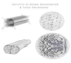 These are examples of 3-D neural tissue construct designs. 3D tissue and organoid models will provide incredible new tools and insights into neurological injury and disease, as well as great potential for regenerating functional neural tissue from stem cells.
CREDIT: Richard McMurtrey / Institute of Neural Regeneration & Tissue Engineering