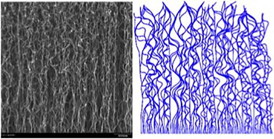On the left is a scanning electron micrograph of a carbon nanotube forest. The figure on the right is a numerically simulated CNT forest.
CREDIT: Matt Maschmann