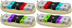 These schematics of magnetic domain walls in perpendicularly magnetized thin films show (a) left-handed and (b) right-handed Neel-type walls; and (c) left-handed and (d) right-handed Bloch-type walls. The directions of the arrows correspond to the magnetization direction.
CREDIT:Berkeley Lab