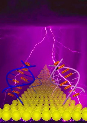The mechanism of DNA charge transport has been the focus of intensive investigation, though questions remain. In this graphic, current flowing through stacked Guanine DNA (right-hand side of image) is coherent and much stronger, while hopping behavior through alternating Guanine DNA is weaker (left-hand side of image). Guanine bases are highlighted in red with yellow surroundings. The process may be compared with lightning strikes, which follow different pathways to reach the land.
CREDIT: The Biodesign Institute at Arizona State University