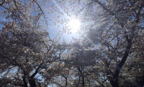 A major advance in artificial photosynthesis poses win/win for the environment -- using sequestered CO2 for green chemistry, including renewable fuel production.
CREDIT: Photo by Caitlin Givens