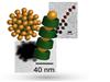 The schematic models and electron microscope images show defined architectures consisting of proteins (green in the model) and gold nanoparticles. Source: Stefan Schiller
