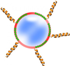 The image above illustrates how proteins (copper-colored coils) modified with polyhistidine-tags (green diamonds) can be attached to nanoparticles (red circle).
CREDIT: Jonathan Lovell