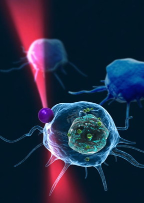 This picture shows the concept image of tweezing an optically trapped glass bead on the cellular membrane of a white blood cell.
CREDIT: KAIST