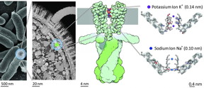 Location of the potassium channel KcsA in the cell membrane of bacteria. The schematic illustration on the right shows the changes in strength and direction of vibrational coupling inside the filter depending on the ion species, as found by the study.
CREDIT: Copyright: David S. Goodsell & RCSB Protein Data Bank