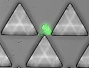 A fluorescently labelled cancer cell cluster balances on the tip of a post within Cluster-Chip.
CREDIT: Mehmet Toner, BioMicroElectroMechanical Systems Resource Center at MGH