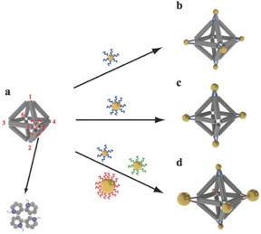 Scientists built octahedrons using ropelike structures made of bundles of DNA double-helix molecules to form the frames (a). Single strands of DNA attached at the vertices (numbered in red) can be used to attach nanoparticles coated with complementary strands. This approach can yield a variety of structures, including ones with the same type of particle at each vertex (b), arrangements with particles placed only on certain vertices (c), and structures with different particles placed strategically on different vertices (d).