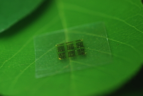 A cellulose nanofibril (CNF) computer chip rests on a leaf. Photo: Yei Hwan Jung, Wisconsin Nano Engineering Device Laboratory.