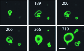 Growing cell membranes are seen in this time lapse sequence (numbers correspond to minutes of duration). Credit: Michael Hardy, UC San Diego