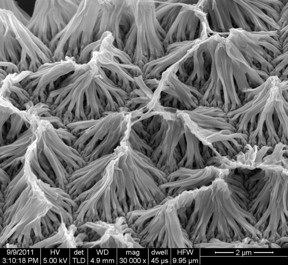 An image of a field of polypyrrole nanowires captured by a scanning electron microscope is shown. A team of Purdue University researchers developed a new implantable drug-delivery system using the nanowires, which can be wirelessly controlled to release small amounts of a drug payload.
CREDIT: Purdue University image/courtesy of Richard Borgens