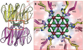 Structure of the cadmium chloride nanocrystal
