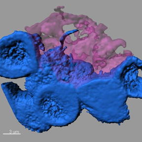 Discovery of nanotubes offers new clues about cell-to-cell communication.
CREDIT: Mayu Inaba, University of Michigan