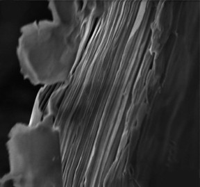 This is a scanning electron microscopy image of stacked clay sheets. When two-dimensional sheets of the clay, called vermiculite, are exfoliated in water, they carry negative charges, attracting positively charged protons. After the sheets dry, they self-assemble into paper-like films. The near 1-nanometer spacing between the layers serves as the nanochannels that can concentrate protons for conduction.
CREDIT: Jiaxing Huang