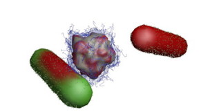 Environmentally benign nanobullet (center) attacks bacteria (left) and neutralizes it (right).