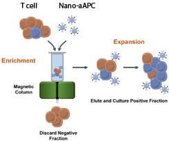 This is a graphic showing a process for producing large numbers of activated, customized T cells using magnetic nanoparticles and a column.

Credit: Karlo Perica/Johns Hopkins Medicine
