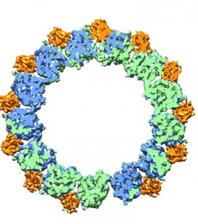 Microtubules are hollow cylinders with walls made up of tubulin proteins -- alpha (green) and beta (blue) -- plus EB proteins (orange) that can either stabilize or destabilize the structure of the tubulin proteins.
CREDIT: image courtesy of Eva Nogales group, Berkeley, CA