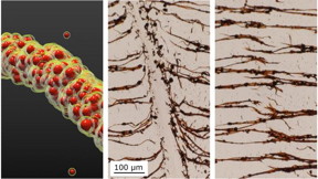 NC State researchers develop a technique to assemble nanoparticles into filaments (left) in liquid. The filaments can be broken (middle) and then re-assembled (right).
CREDIT: Image courtesy of Bhuvnesh Bharti.